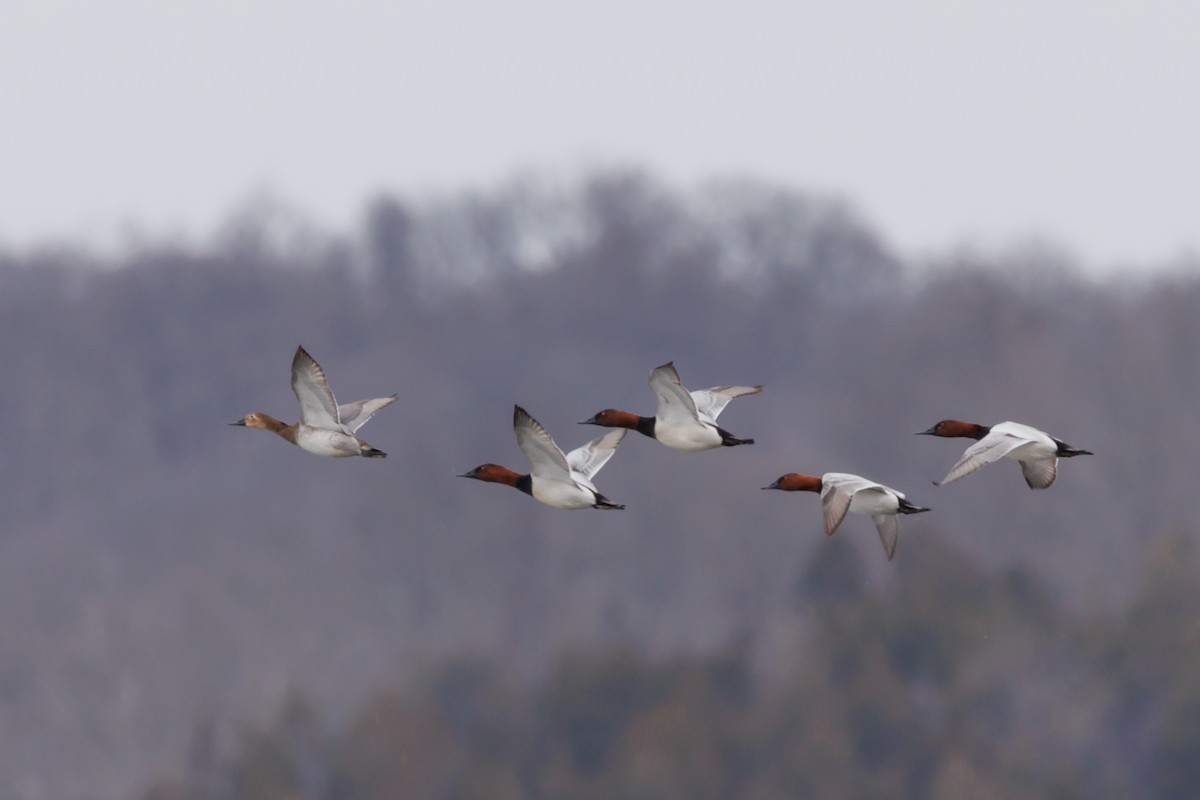 Canvasback - ML651001712