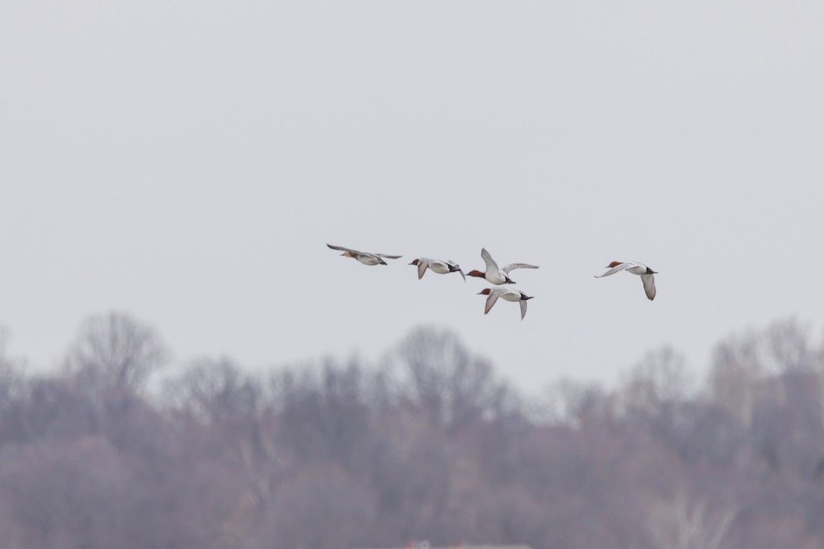 Canvasback - ML651001713