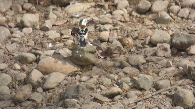 Pied Water-Tyrant - ML651002000