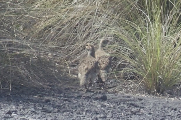 Gray Francolin - ML651002105