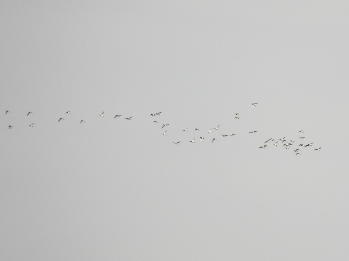 Canvasback - ML651002133