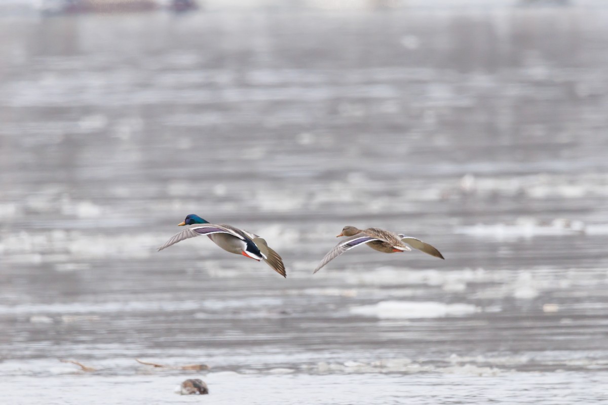 kachna divoká - ML651002151