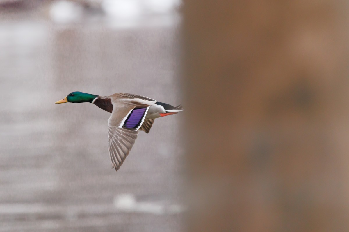 kachna divoká - ML651002152