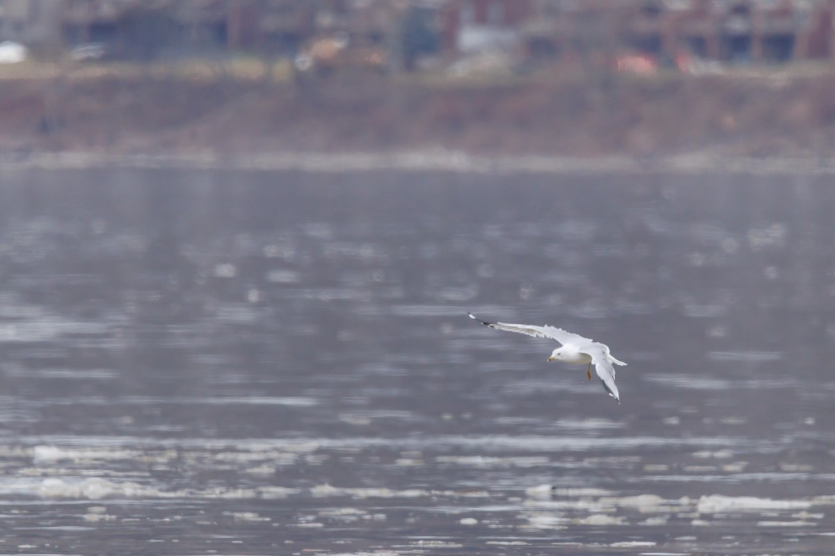 racek kroužkozobý - ML651002162