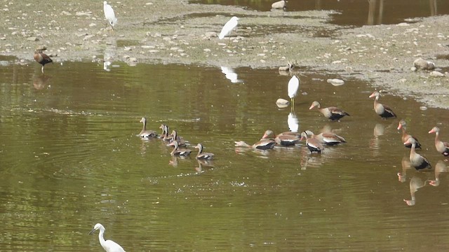 Black-bellied Whistling-Duck - ML651002234