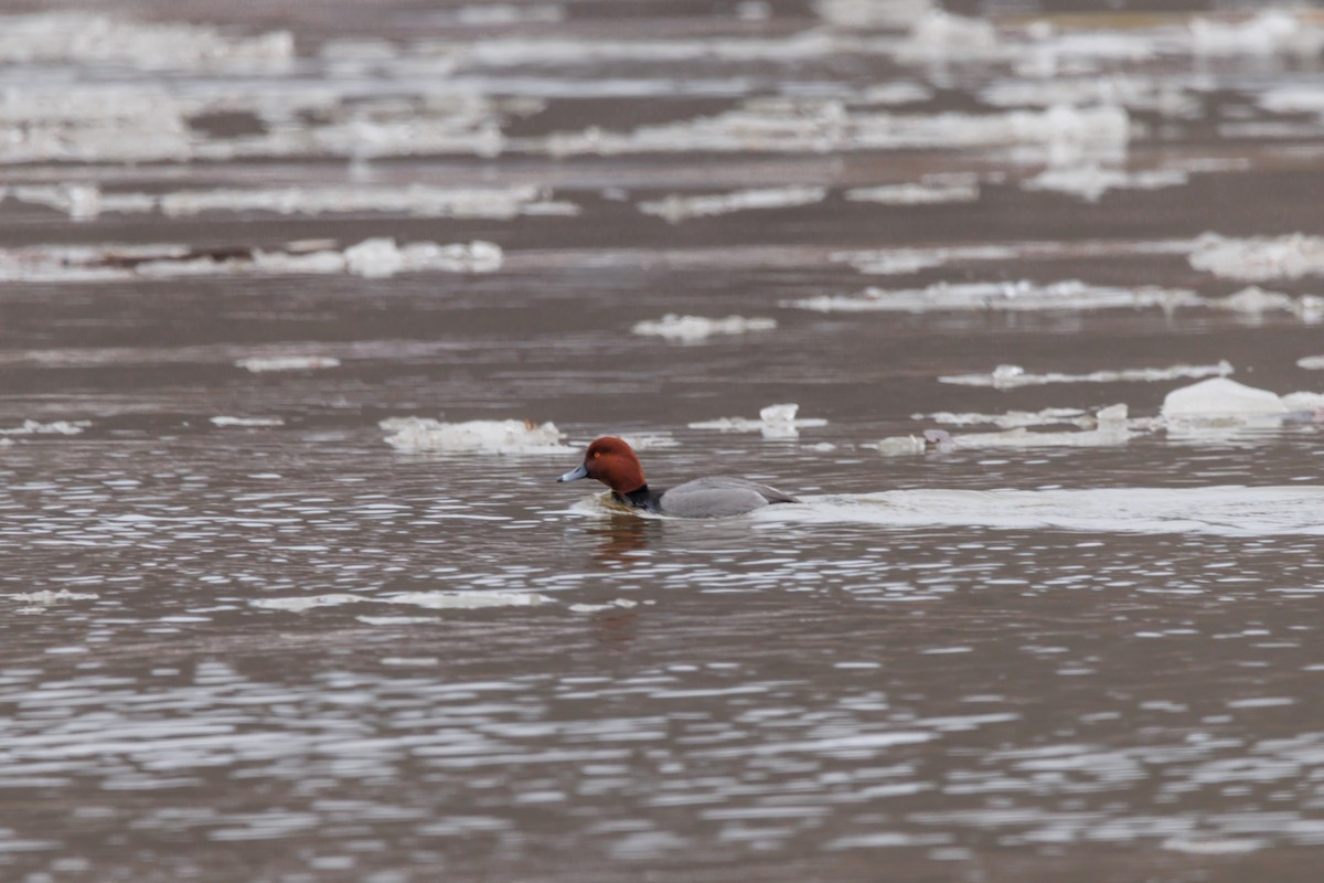 polák americký - ML651002289