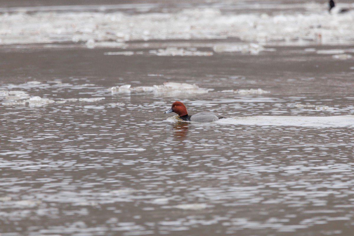 polák americký - ML651002290