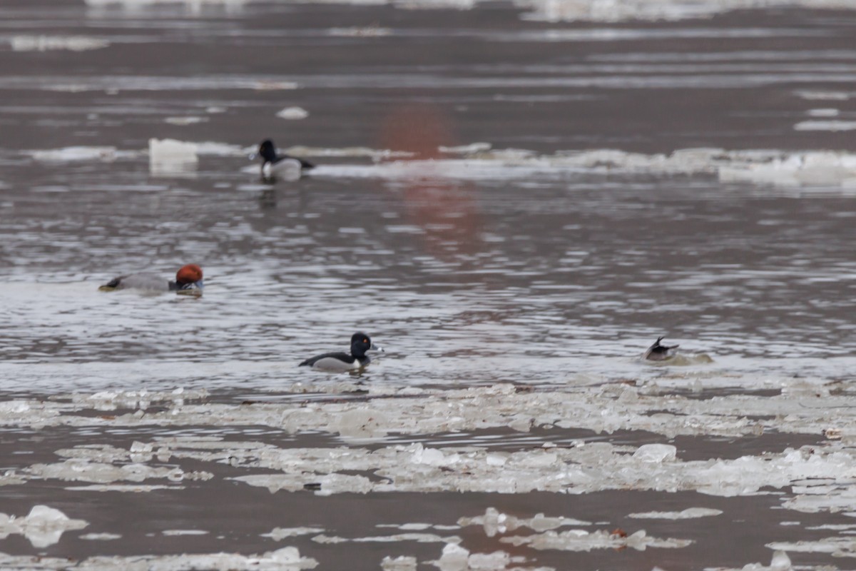 polák proužkozobý - ML651002302