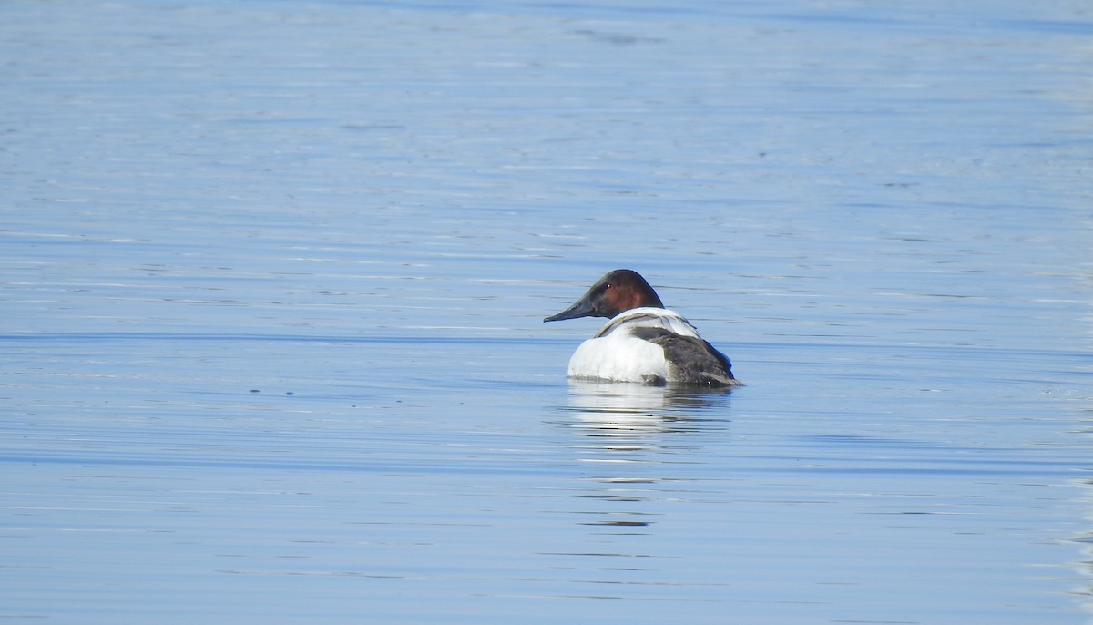 Canvasback - ML651002438