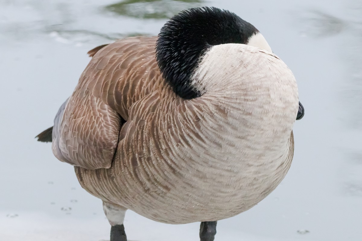 berneška velká - ML651002446