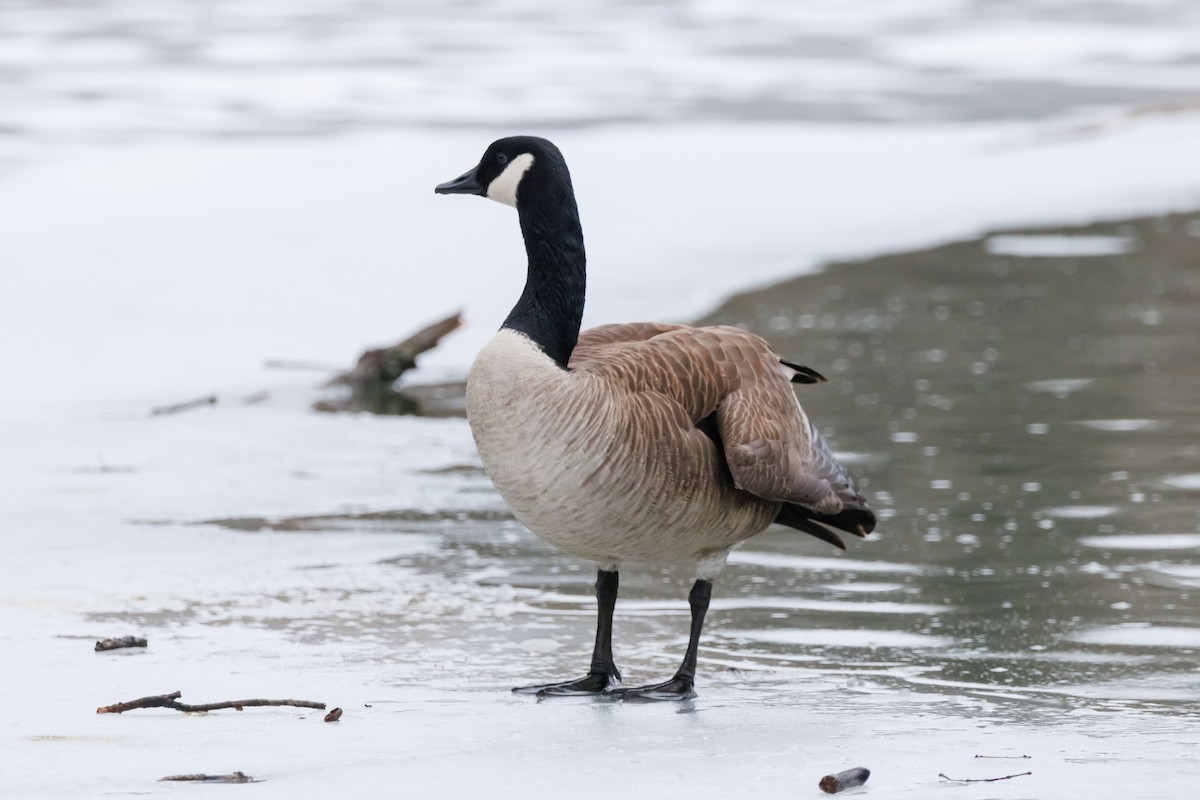 berneška velká - ML651002447