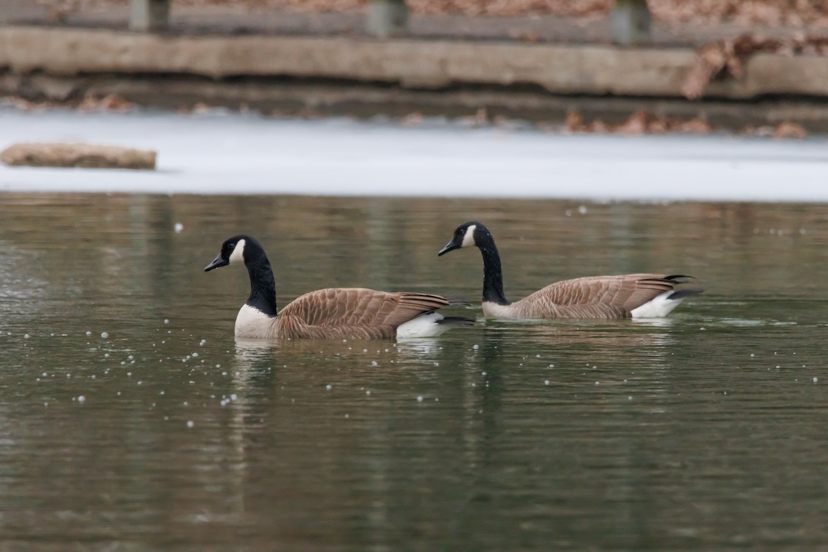 berneška velká - ML651002450