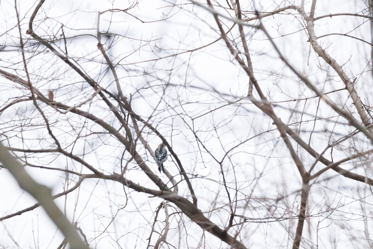 datel rudohrdlý - ML651002472