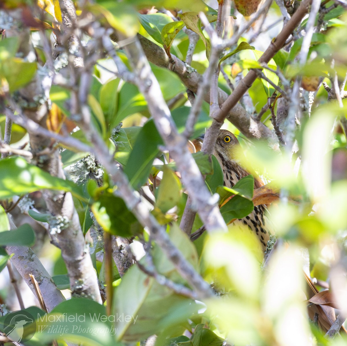 Brown Thrasher - ML651002561