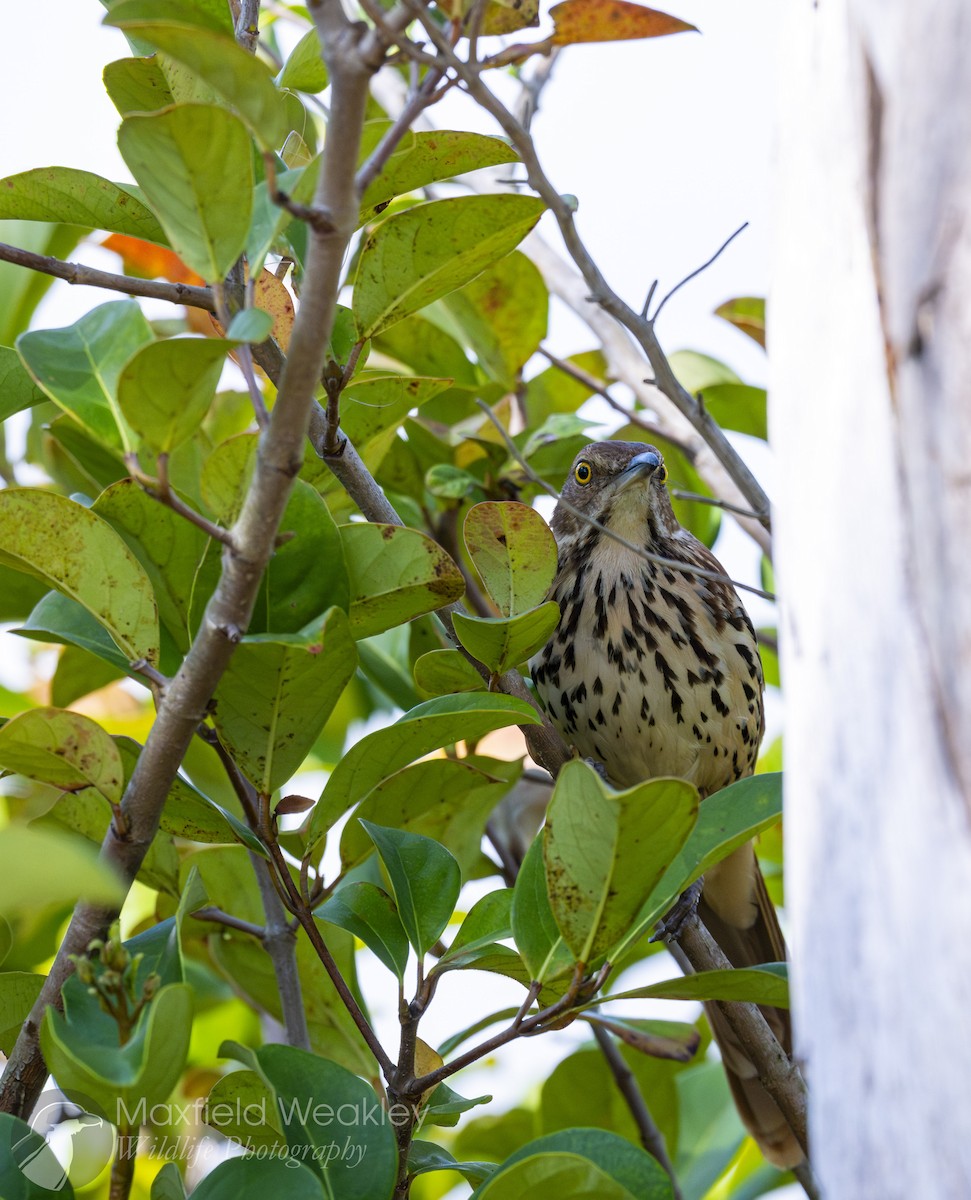 Brown Thrasher - ML651002562