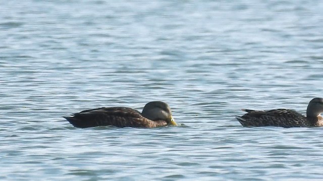 Крижень американський - ML651002711