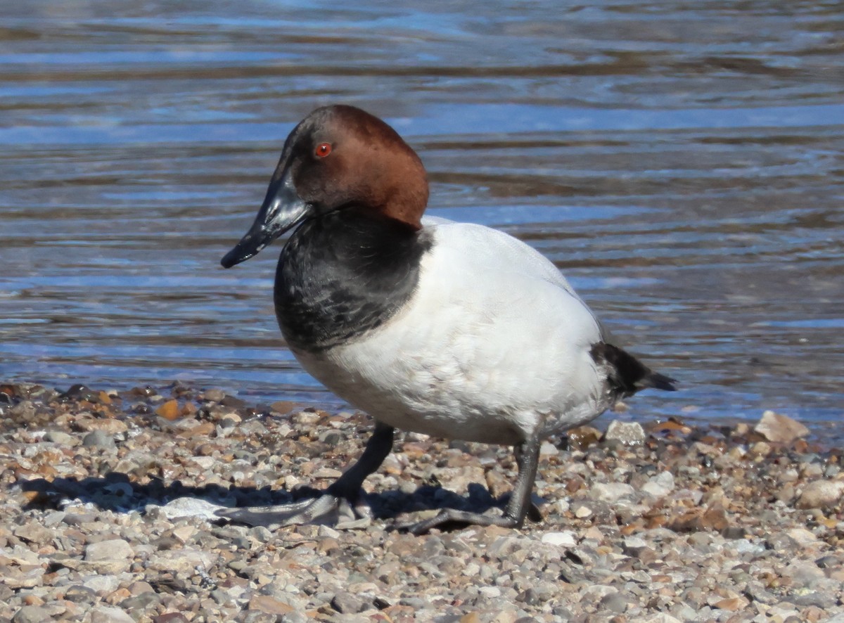 Canvasback - ML651003085