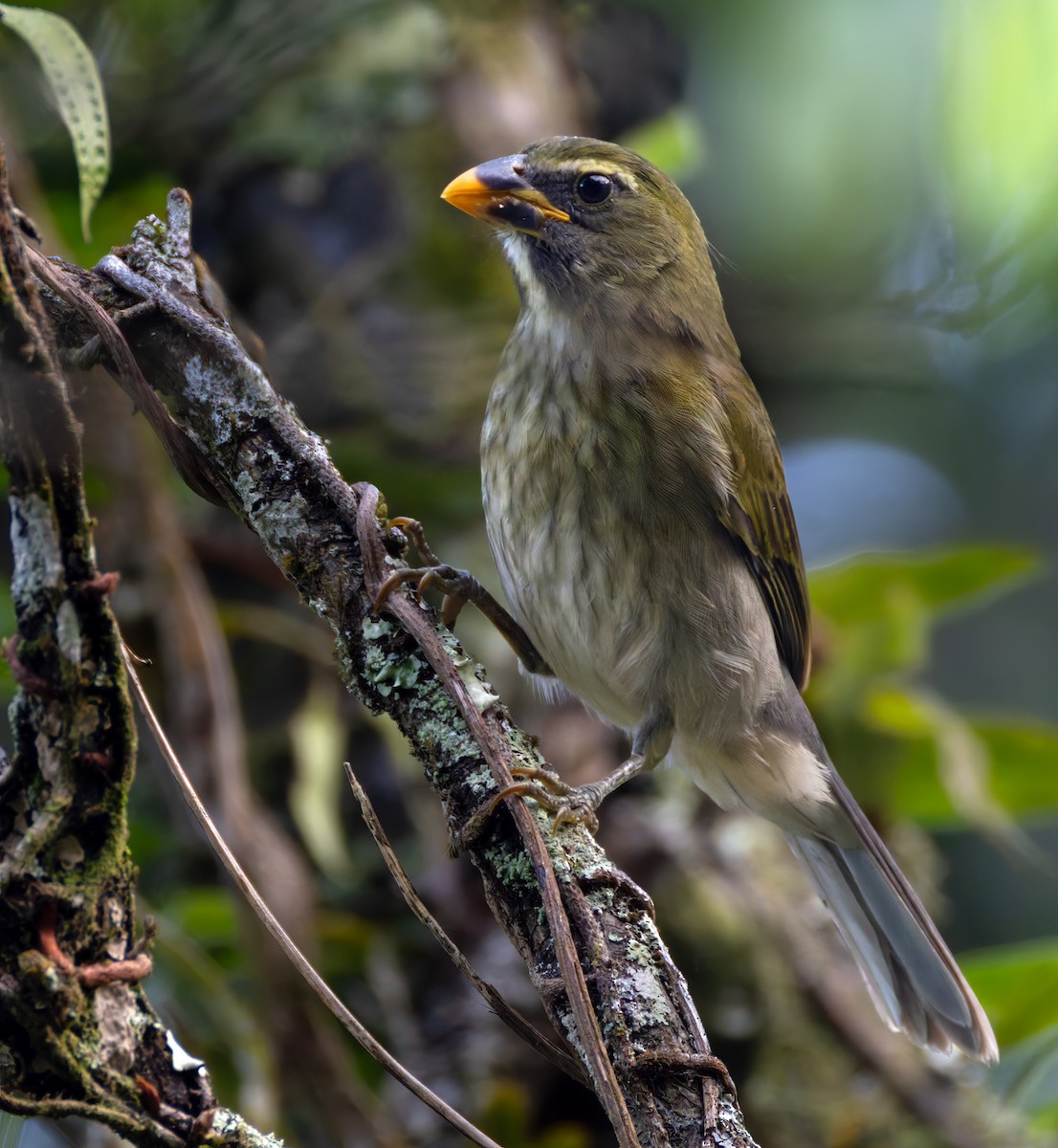 Lesser Antillean Saltator - ML651003286
