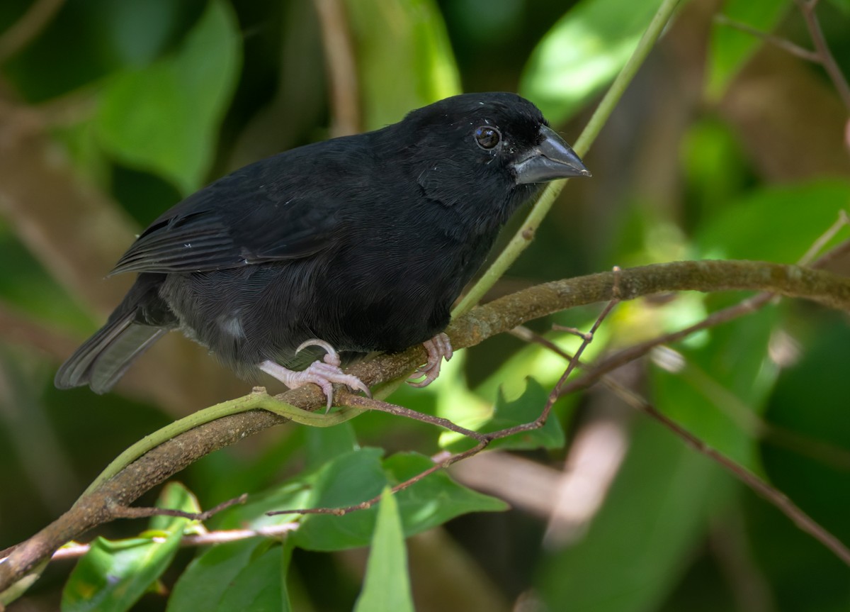 St. Lucia Black Finch - ML651003294
