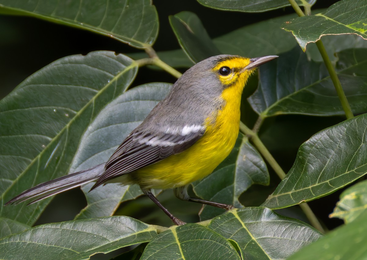 St. Lucia Warbler - ML651003316