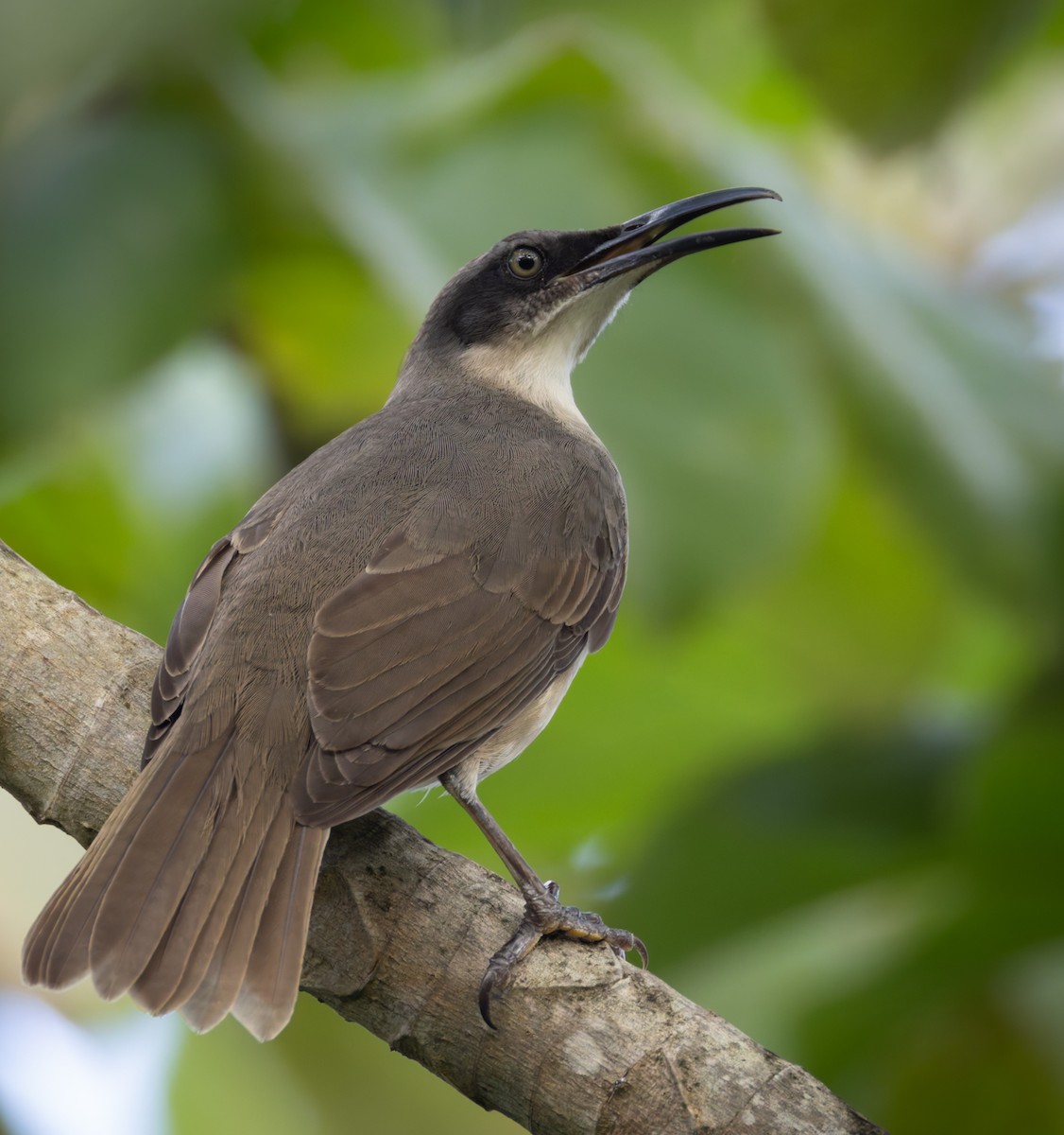 Gray Trembler - ML651003330