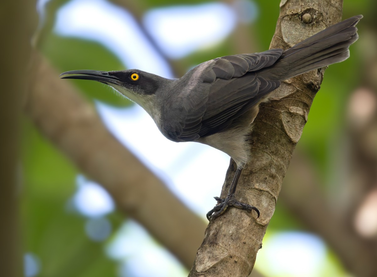 Gray Trembler - ML651003331