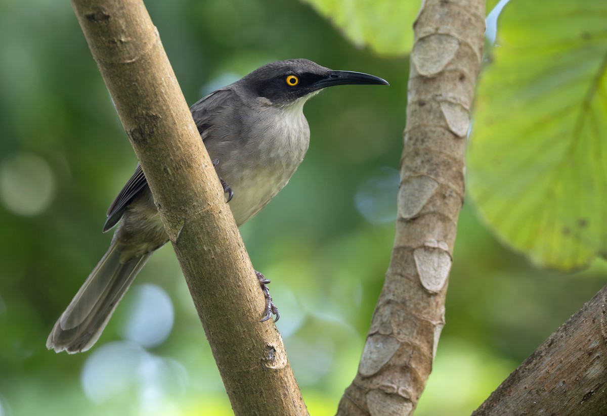 Gray Trembler - ML651003332