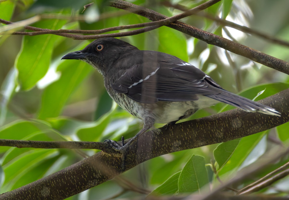 Scaly-breasted Thrasher - ML651003353