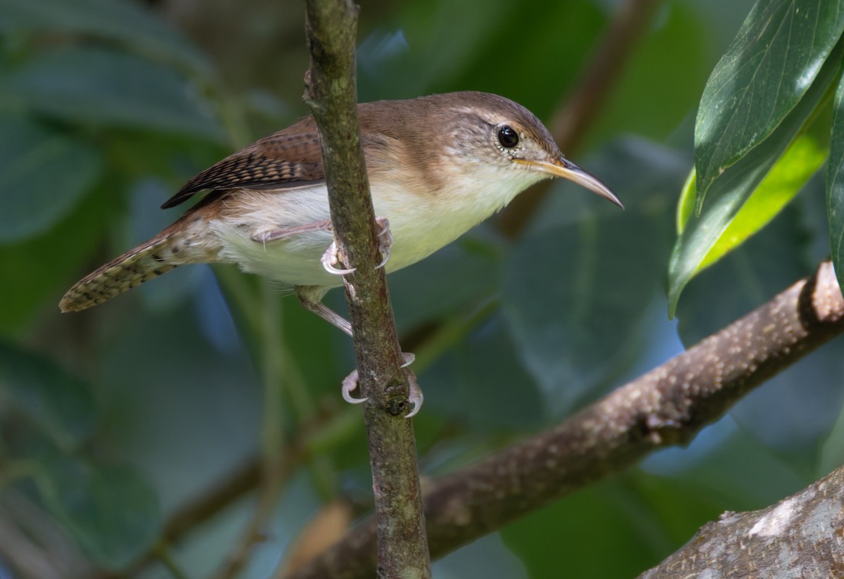 St. Lucia Wren - ML651003362