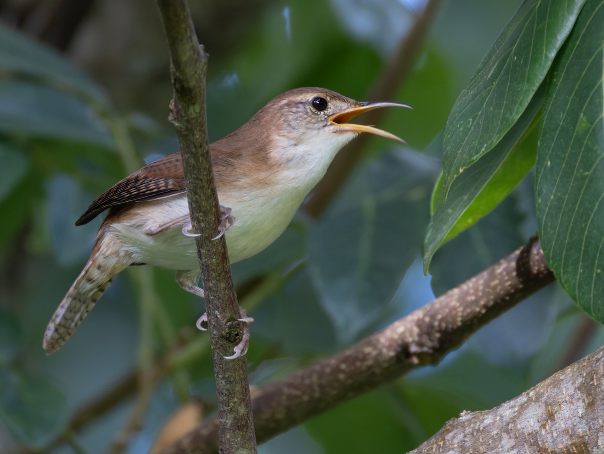 St. Lucia Wren - ML651003363