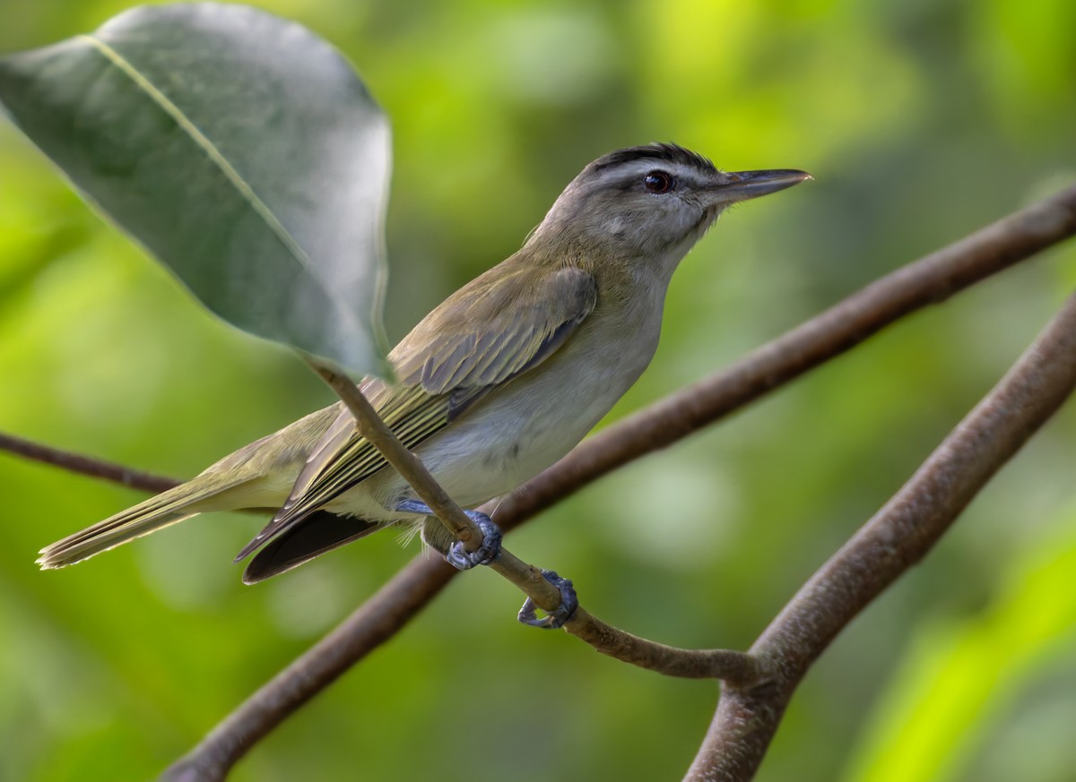Black-whiskered Vireo - ML651003367