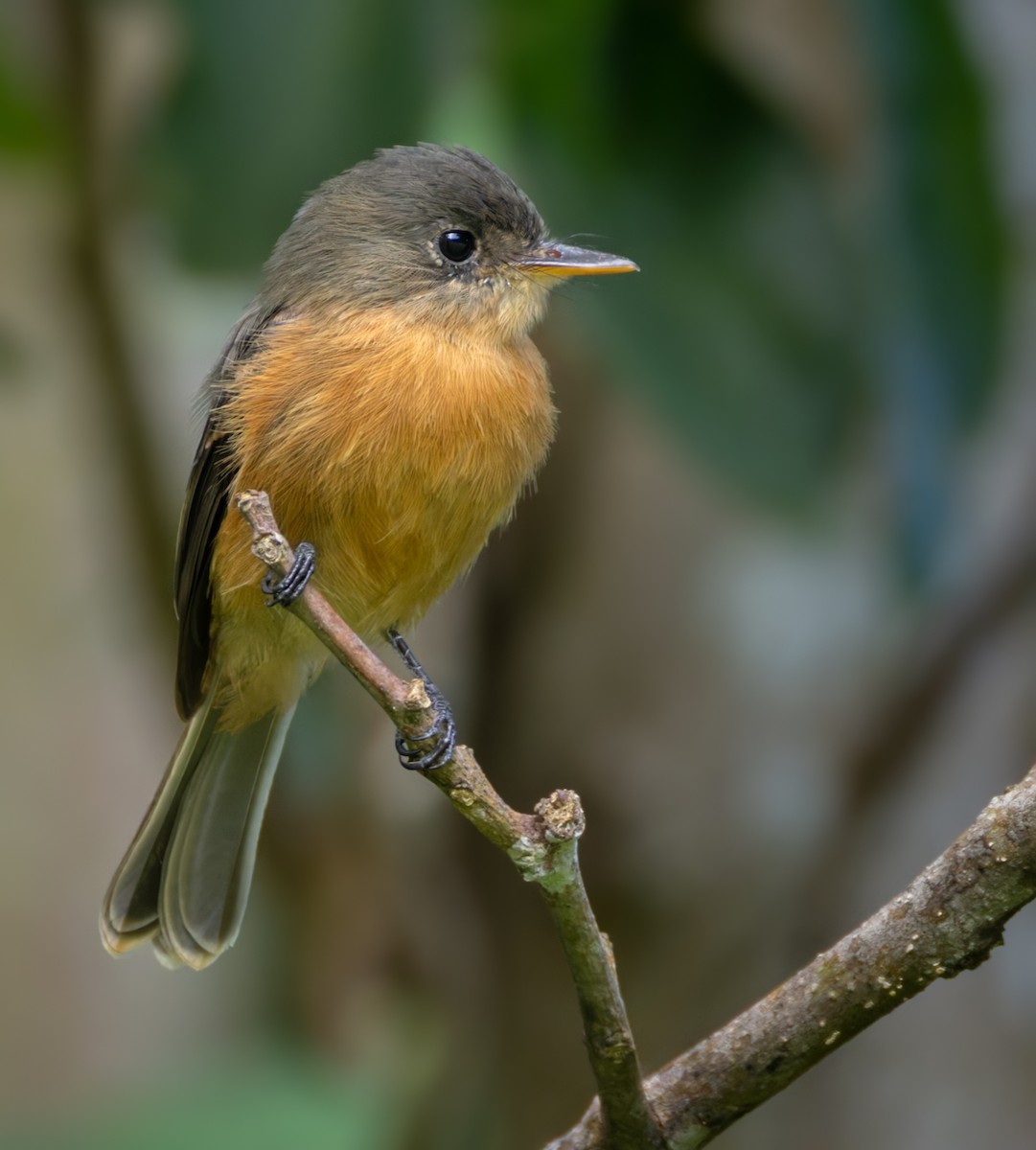 Lesser Antillean Pewee (St. Lucia) - ML651003379