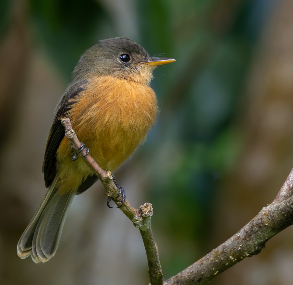 Lesser Antillean Pewee (St. Lucia) - ML651003380