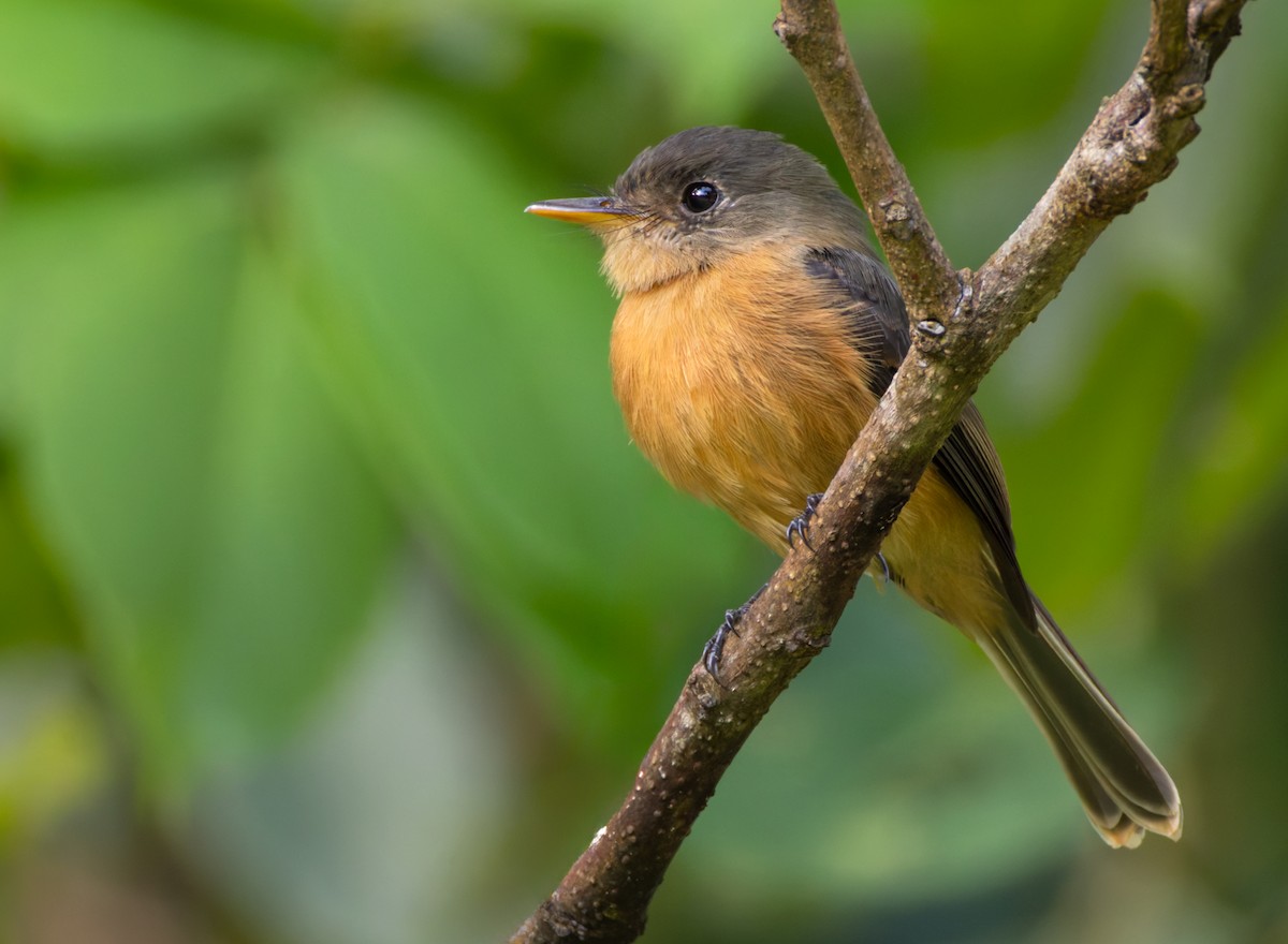 Lesser Antillean Pewee (St. Lucia) - ML651003381
