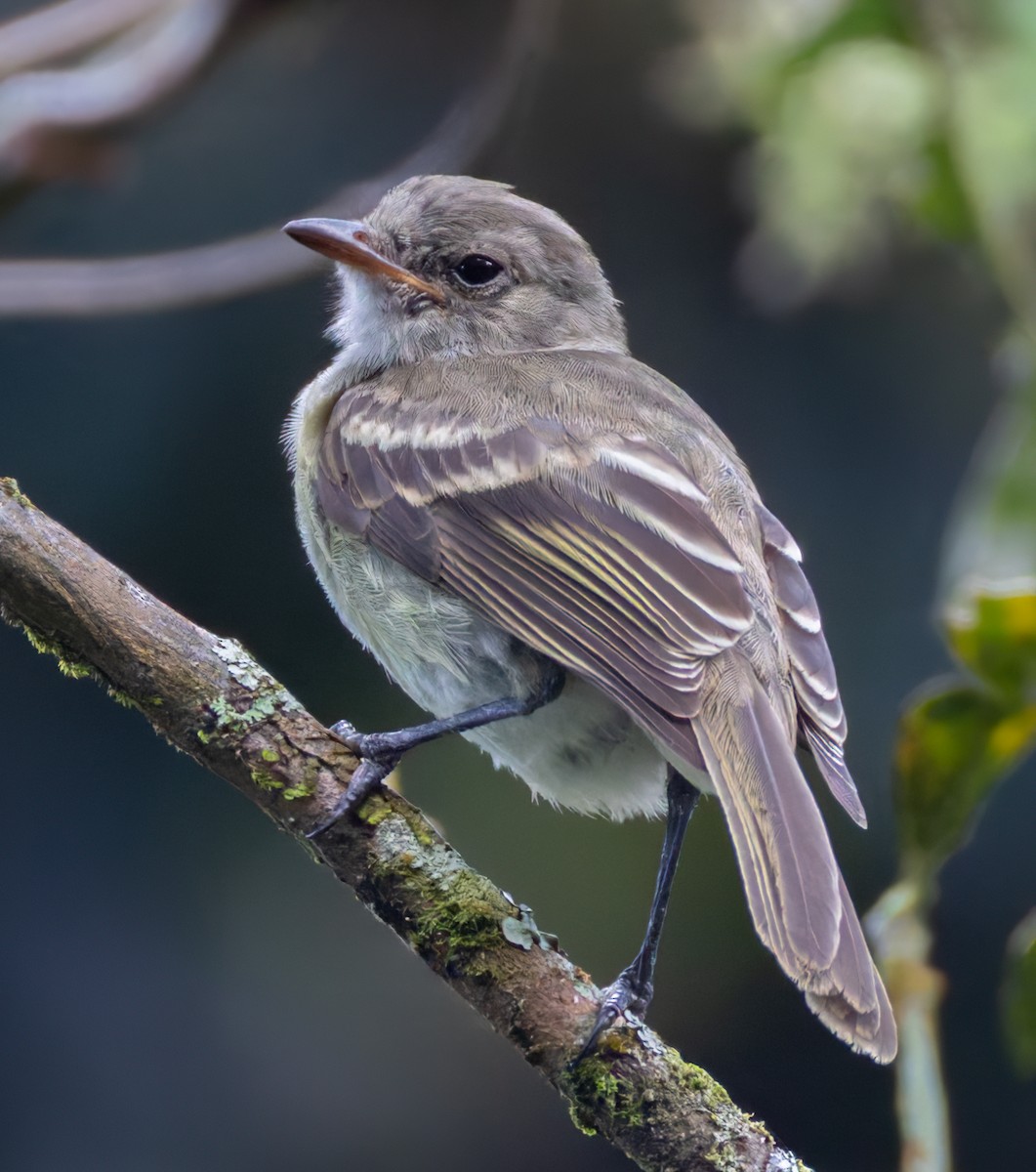 Caribbean Elaenia (Caribbean) - ML651003392