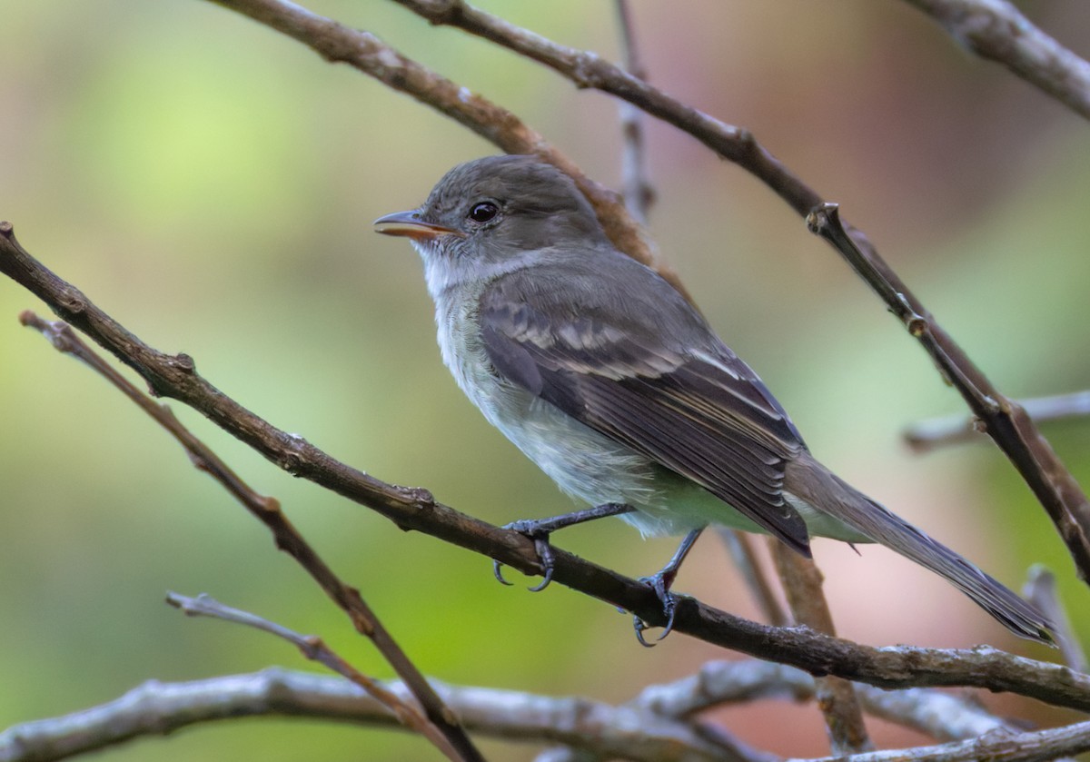 Caribbean Elaenia (Caribbean) - ML651003393