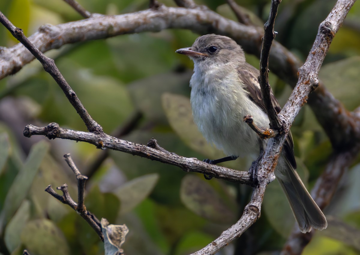 Caribbean Elaenia (Caribbean) - ML651003394