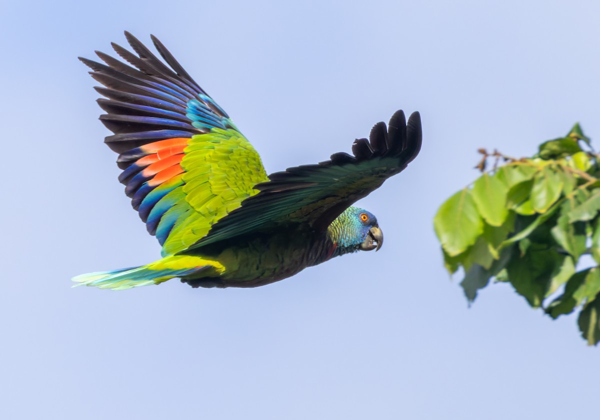 St. Lucia Amazon - ML651003399