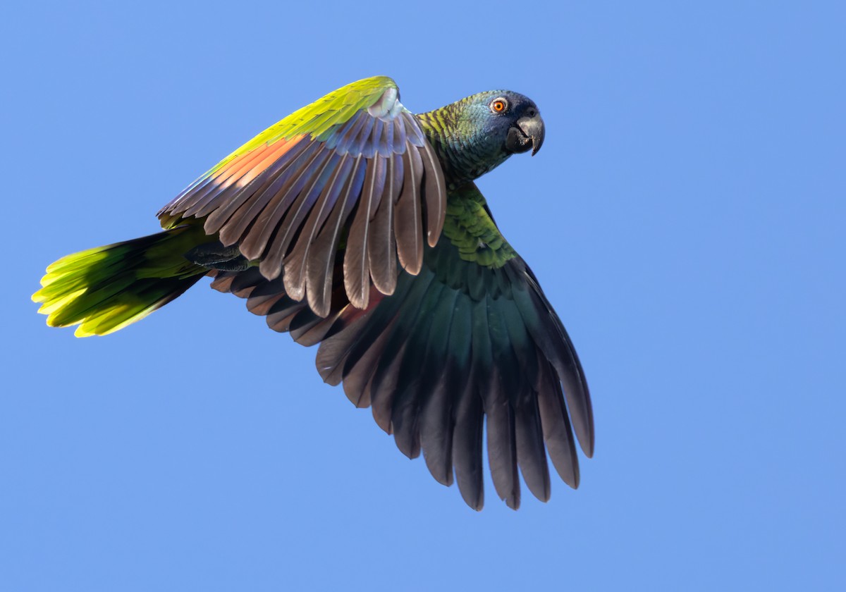 St. Lucia Amazon - ML651003400