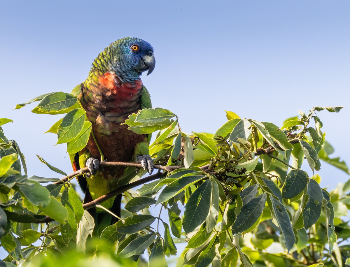 St. Lucia Amazon - ML651003401