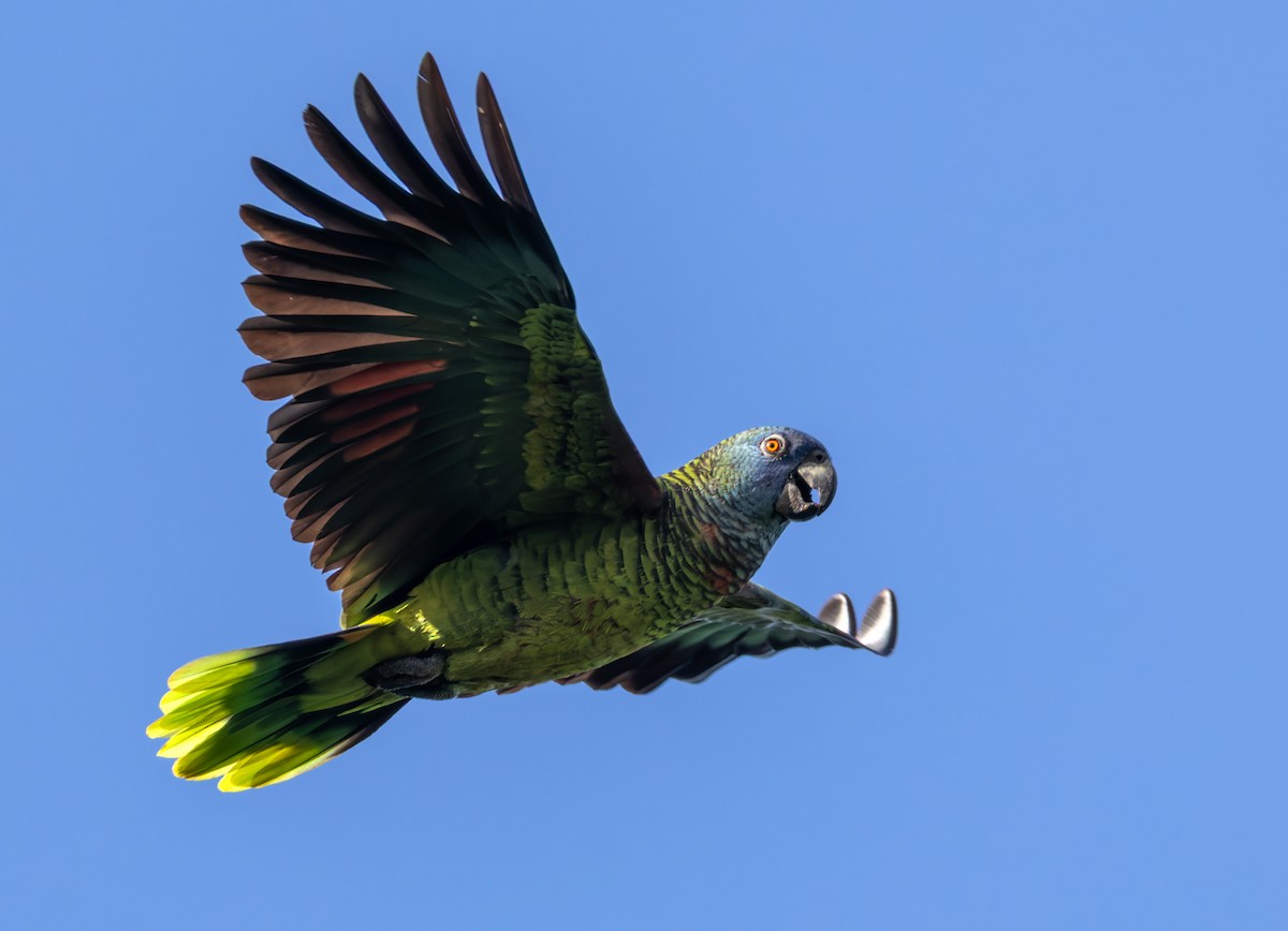 St. Lucia Amazon - ML651003402