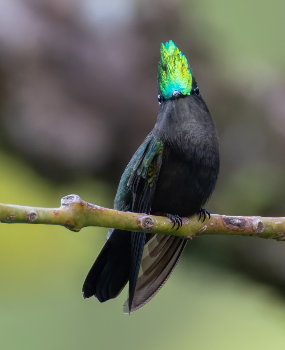 Antillean Crested Hummingbird (Lesser Antilles) - ML651003414