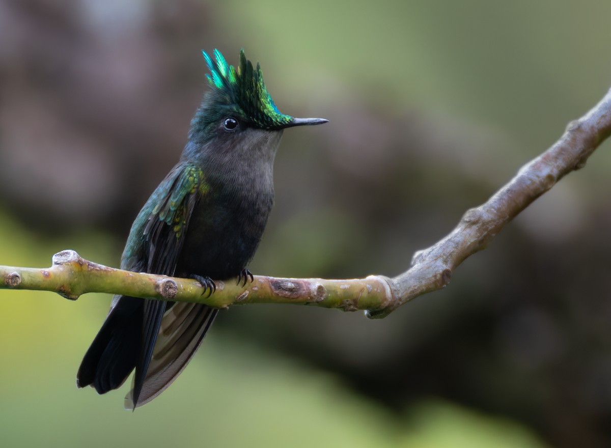Antillean Crested Hummingbird (Lesser Antilles) - ML651003415