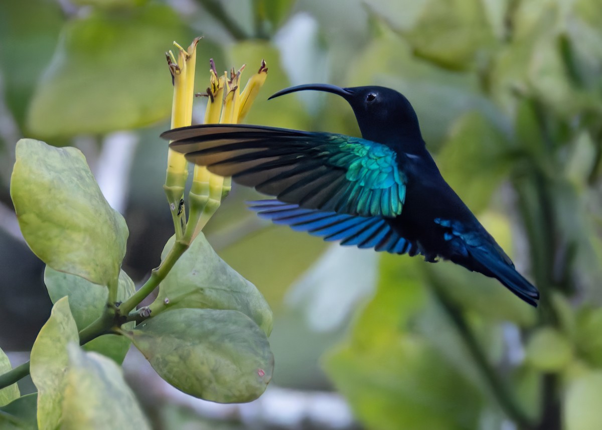 Purple-throated Carib - ML651003419