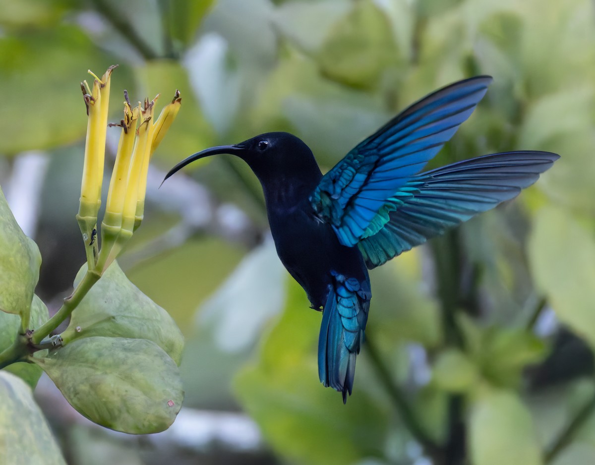 Purple-throated Carib - ML651003420