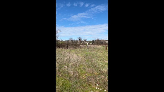 Tree Swallow - ML651003461