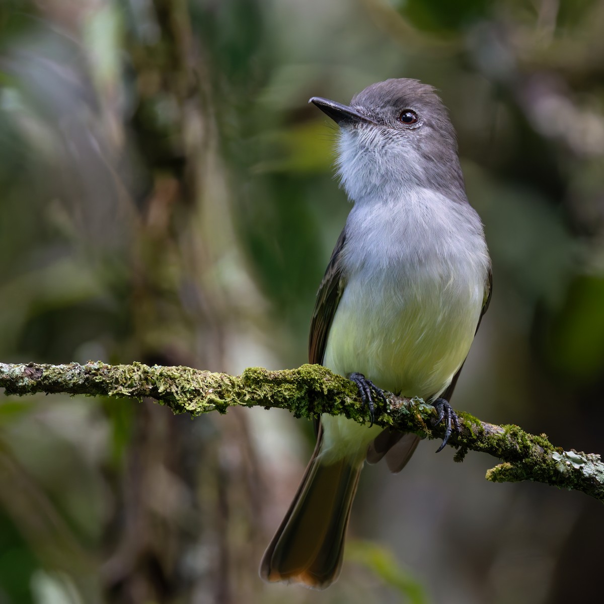 Lesser Antillean Flycatcher - ML651003477