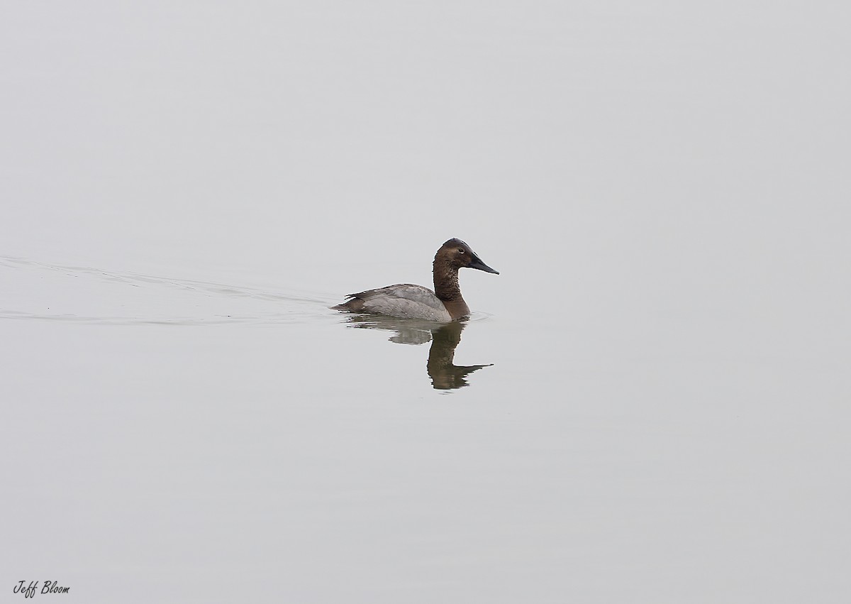 Canvasback - ML651004035