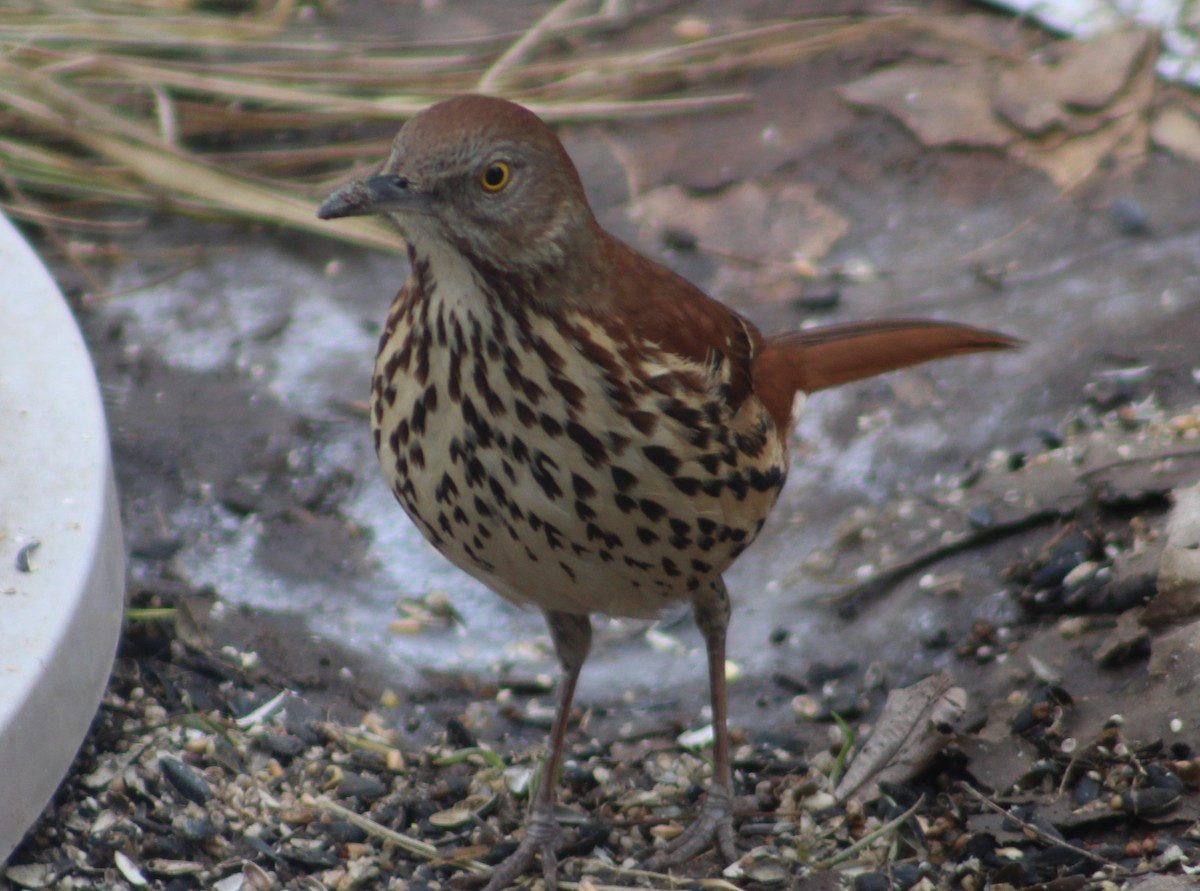 Brown Thrasher - ML651004102