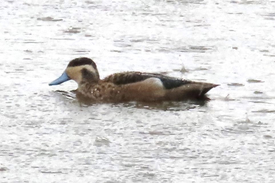 Blue-billed Teal - ML651004243